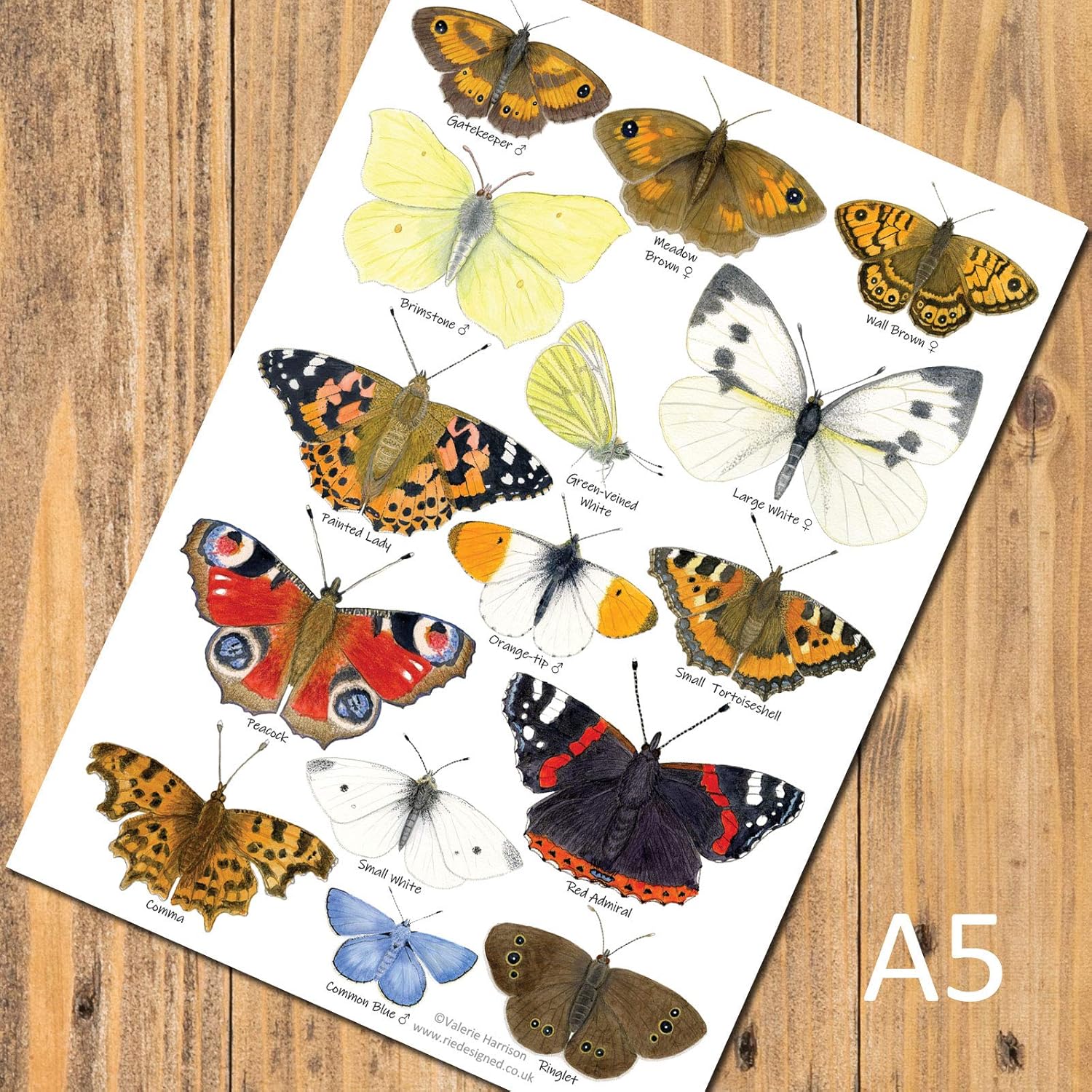 A5 British Garden Butterflies Identification Postcard Insect Chart