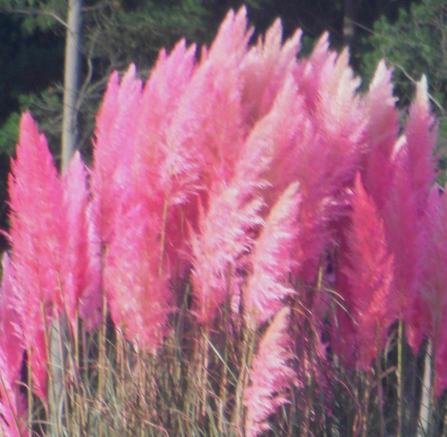 bright pink pampas grass