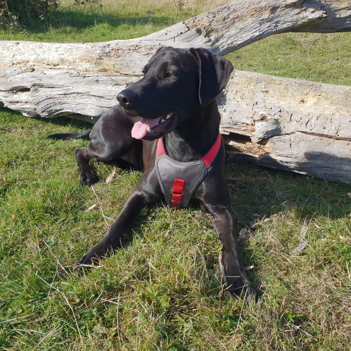 doodlebone dog collars