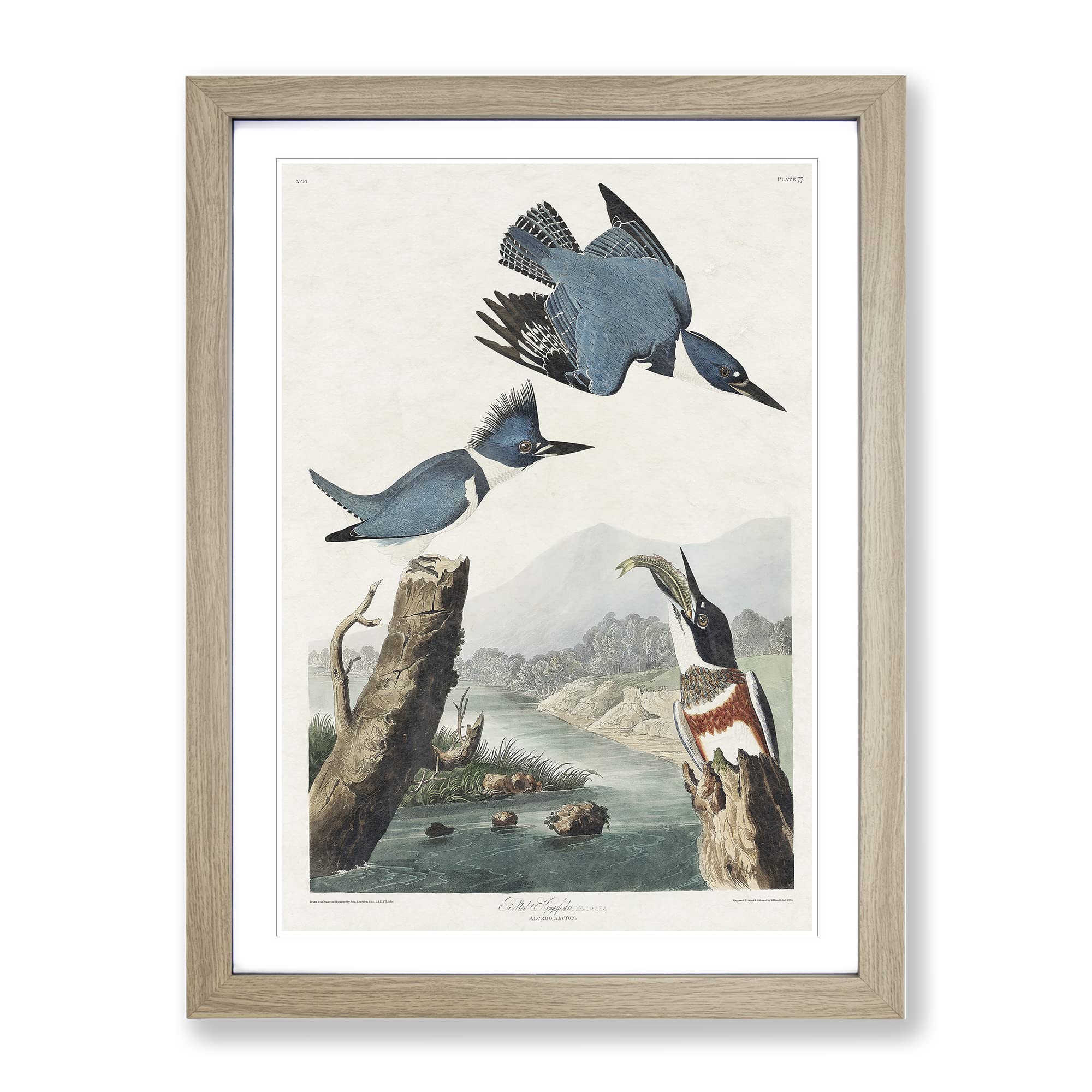 Belted Kingfishers By John James Audubon Vintage Framed Wall Art Print, Ready to Hang Picture for Living Room Bedroom Home Office Décor, Oak A4 (34 x 25 cm)