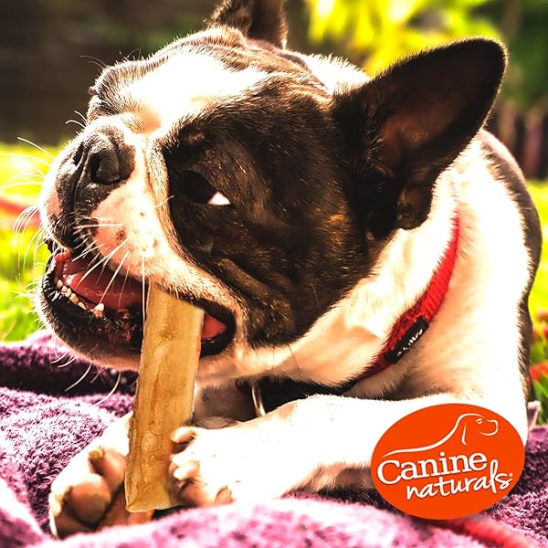 CANINE NATURALS BEEF CHEW – RAWHIDE FREE DOG TREATS – MADE WITH REAL BEEF – POULTRY FREE RECIPE – ALL-NATURAL AND EASILY DIGESTIBLE – 40 PACK OF 5 INCH STICK CHEWS