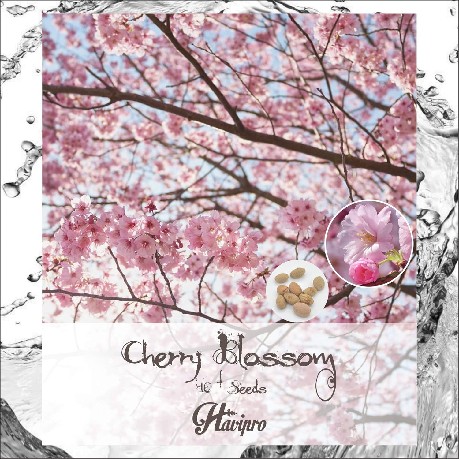 HAVIPRO - Japanese Cherry Blossom Sakura Seeds - 10+ Seeds Cherry Prunus Serrulata Flower Seed for Planting - Non GMO - DIY Bonsai Home Garden Yard Decor Seed (10)