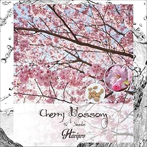 HAVIPRO - Japanese Cherry Blossom Sakura Seeds - 10+ Seeds Cherry Prunus Serrulata Flower Seed for Planting - Non GMO - DIY Bonsai Home Garden Yard Decor Seed (10)