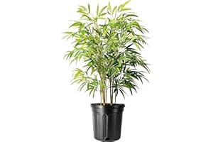 FLORIDA FOLIAGE Golden Goddess Bamboo | 3 Extra Large 3 Gallon Plants | Bambusa multiplex | Fast Growing Privacy Screen | Clumping Bamboo for Landscapes Gardens Walkways Borders Foundation Beds Decorative Accent Use