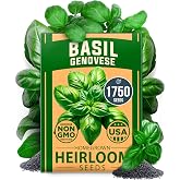 HOME GROWN Genovese Basil Seeds, 1,750+ Seeds, Ocimum basilicum | High Germination, Heirloom, Non-GMO | 1,750+ Seeds | Genovese Basil | Indoor/Outdoor | Culinary Use | Herb Garden