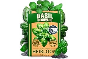 HOME GROWN Non GMO Genovese Basil Seeds Pack 1,750+ High Germination Heirloom Seeds (Ocimum basilicum) Herb Seeds for Planting Indoor & Outdoor Gardening, for Culinary Use