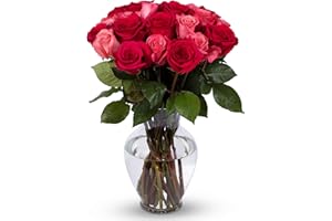 Benchmark Bouquets - 24 Stem Premium Blushing Beauty Roses (Glass Vase Included) - Flowers for Delivery - Gift for Graduation, Birthday, Anniversary, Sympathy, Get Well, Congratulations
