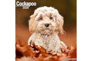 Cockapoo 2026 Calendar | Square Wall Calendar | Dog Breed Gift | Plastic Free Packaging | by Avonside Publishing