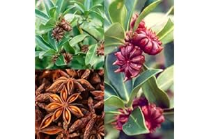 CHUXAY GARDEN Illicium Verum-Star Anise,Staranise,Star Aniseed,Star Anise,Badian,Star of Anise 15 Seeds Medium-Sized Evergreen Tree Spice Seasoning Plant Practical