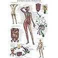 Palace Learning Laminated Lymphatic System Anatomical Poster - Lymphatic Anatomy Chart - 18" x 24"