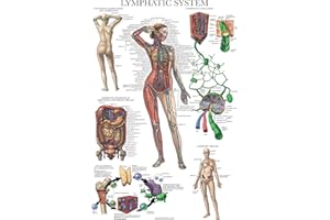 Palace Learning Laminated Lymphatic System Anatomical Poster - Lymphatic Anatomy Chart - 18" x 24"