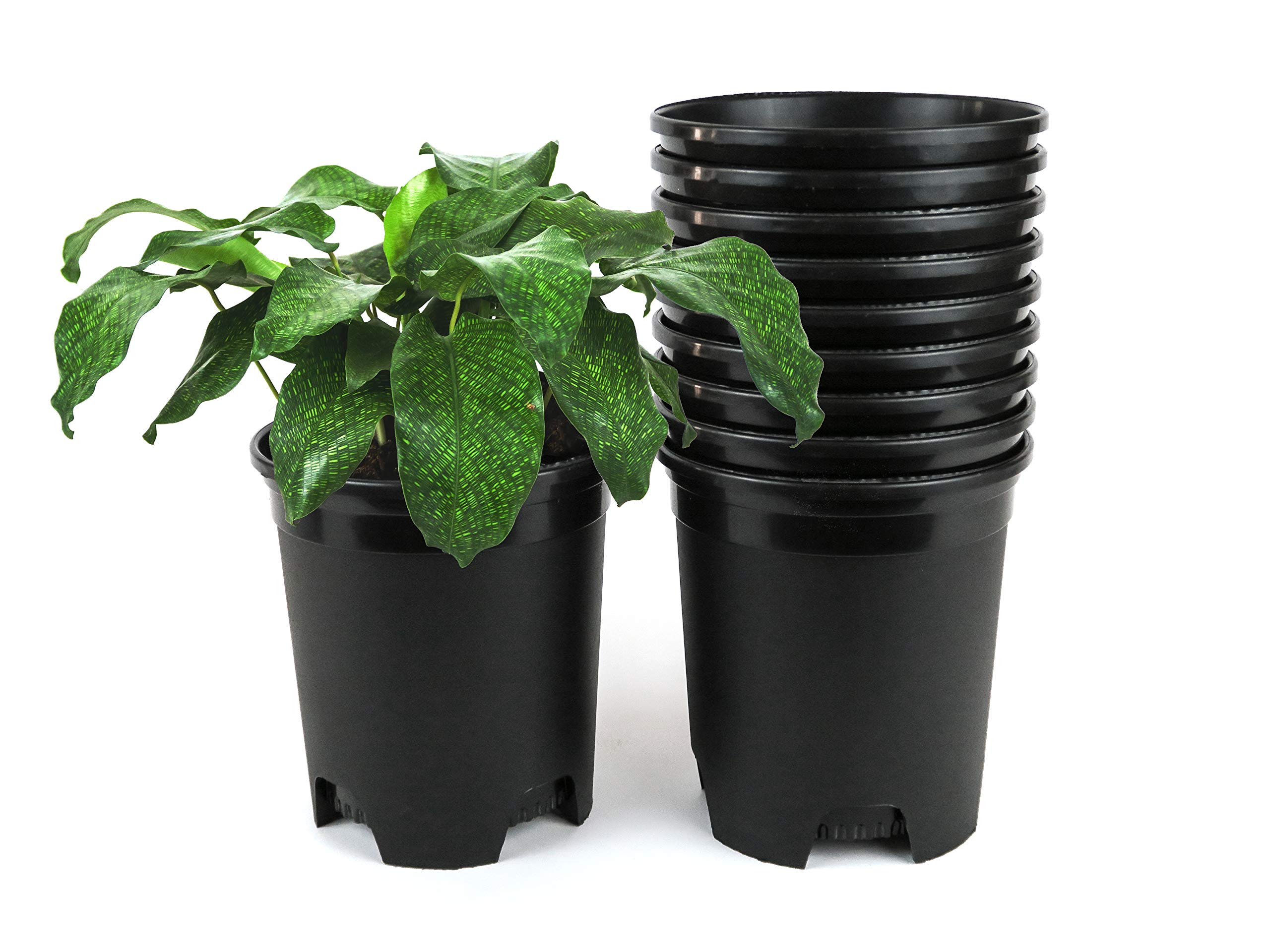 1 Gallon Nursery Pot Plastic Planters for Outdoor Indoor Plants Gardening Flower Pots 10-Pack Plant Pots with Drainage Holes