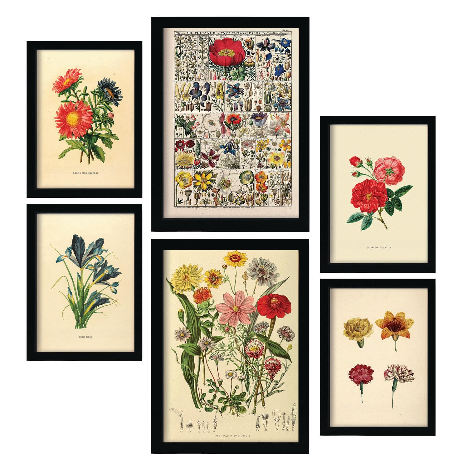 Nacnic Set of 6 Flowers Posters. In Vintage Prints Decorative Prints for your living room, bedroom, home. Wall art print. Sizes A4 and A3