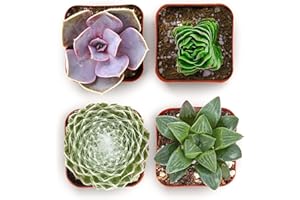 Shop Succulents Collectors Succulent Plant Pack Collection - Live Mini Succulent Plants, Low Maintenance, Colors & Textures - Wedding and Party Favors, Gift & Garden, Pack of 4