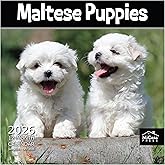 MICASA PRESS Maltese Puppies 2026 Wall Calendar 12 Month | 12" x 24" Open | Thick & Sturdy Paper | Holiday Gift | Cute Puppy Dog Calendar 2026