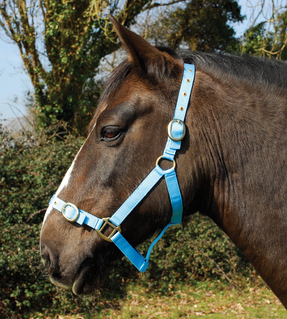 Rhinegold Nylon Headcollar -X Full - Baby Blue
