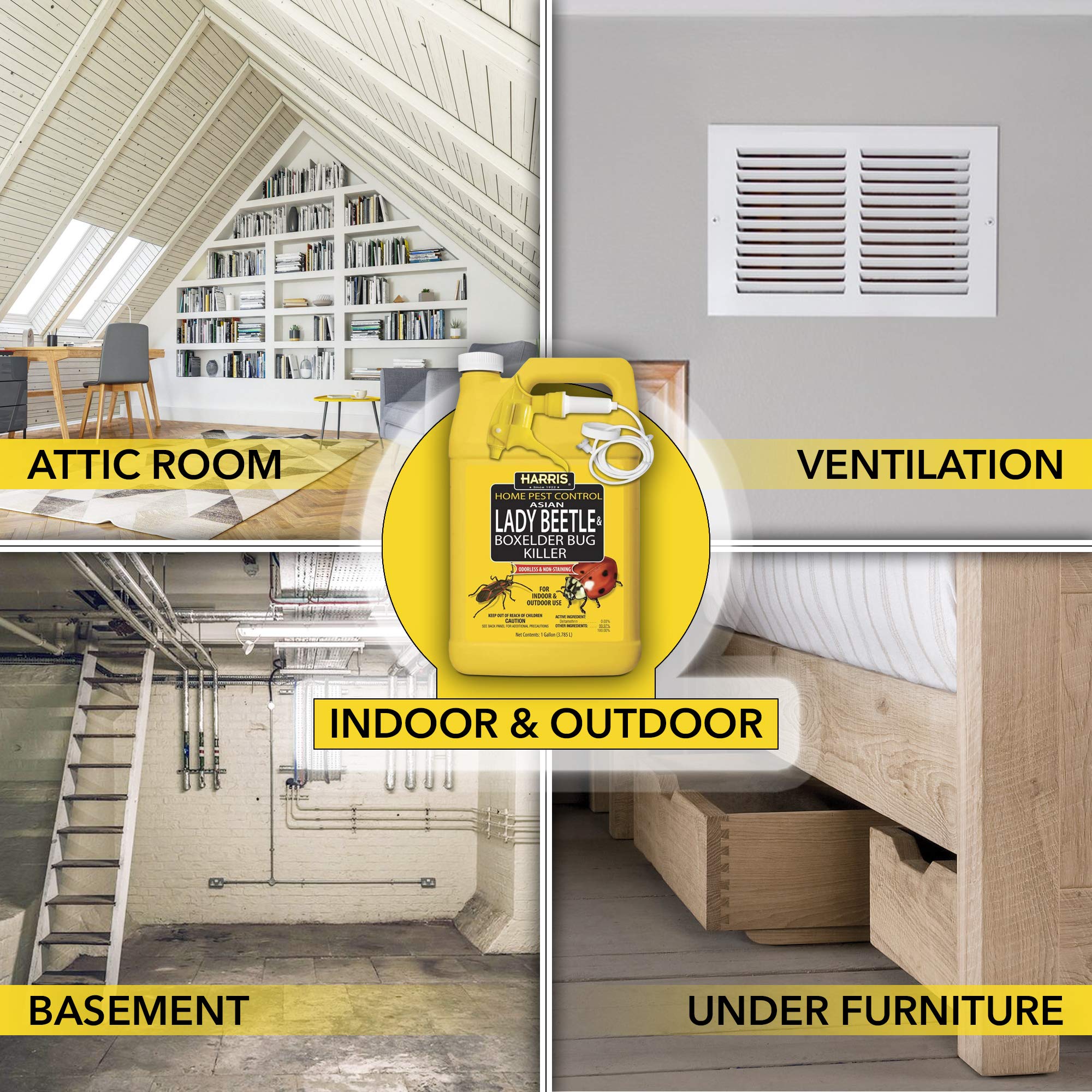 Mua HARRIS Asian Lady Beetle, Japanese Beetle, and Box Elder Killer ...