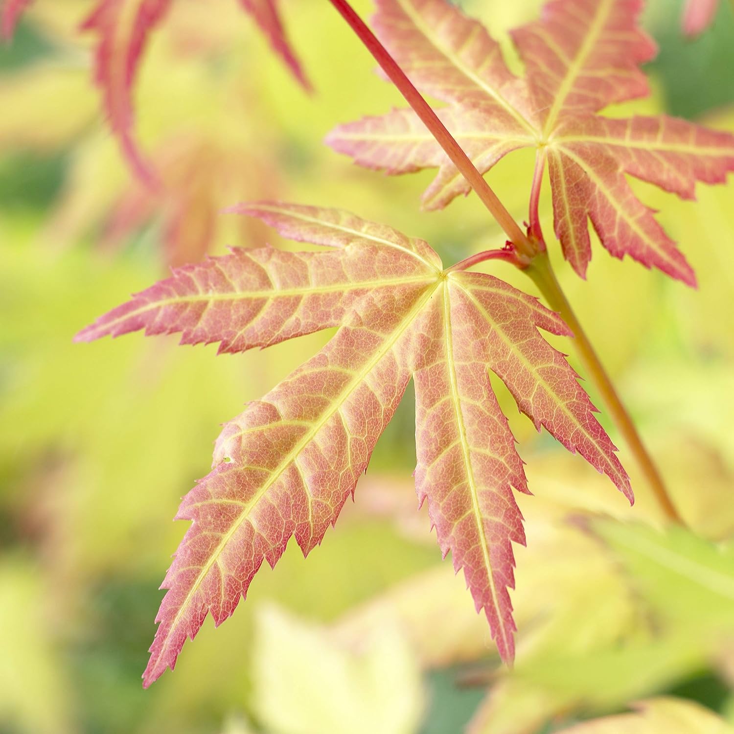 Japanese Maple Shrub Collection Acer Palmatum 3 Varieties In 10 5cm Pots With 80l Compost For