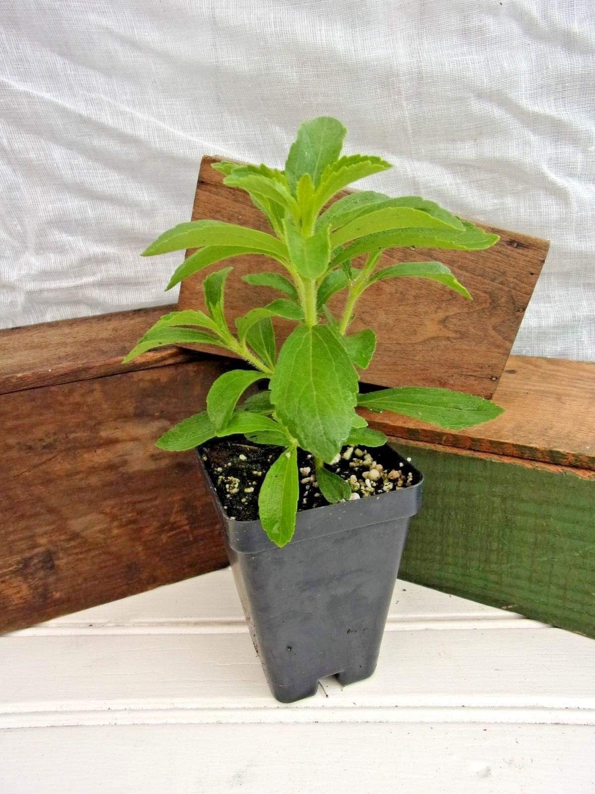 2 Plants : Stevia, Herb, Culinary Herb, 250 times sweeter than sugar