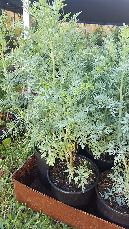 Amazon Com Ruda Plant Common Rue Ruta Graveolens Herb Of Grace 12 Tall In Gallon Pot Garden Outdoor