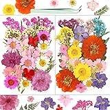 Dried Flowers, Resiners Pressed Flowers for Craft