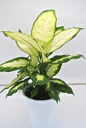 Amazon デフェンバキア カミーラ 6号 プラ鉢 鉢 Amazon デフェンバキア カミーラ 6号 プラ鉢 鉢