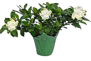 THE THREE COMPANY 5.5" Gardenia Bush