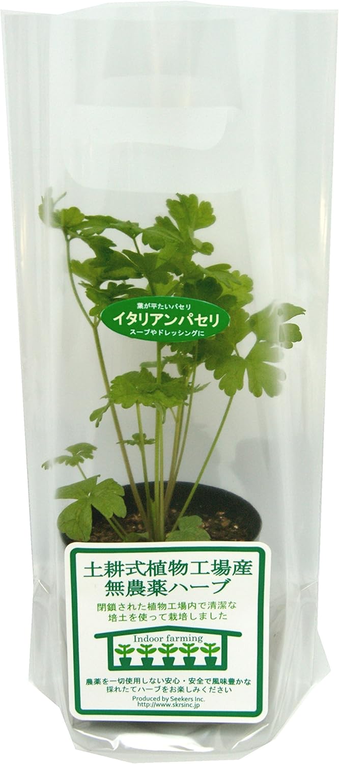 Amazon 土耕式植物工場産無農薬ハーブ イタリアンパセリ 7 5ｃｍポット 3本植え 土耕式植物工場産無農薬ハーブ パセリ 通販