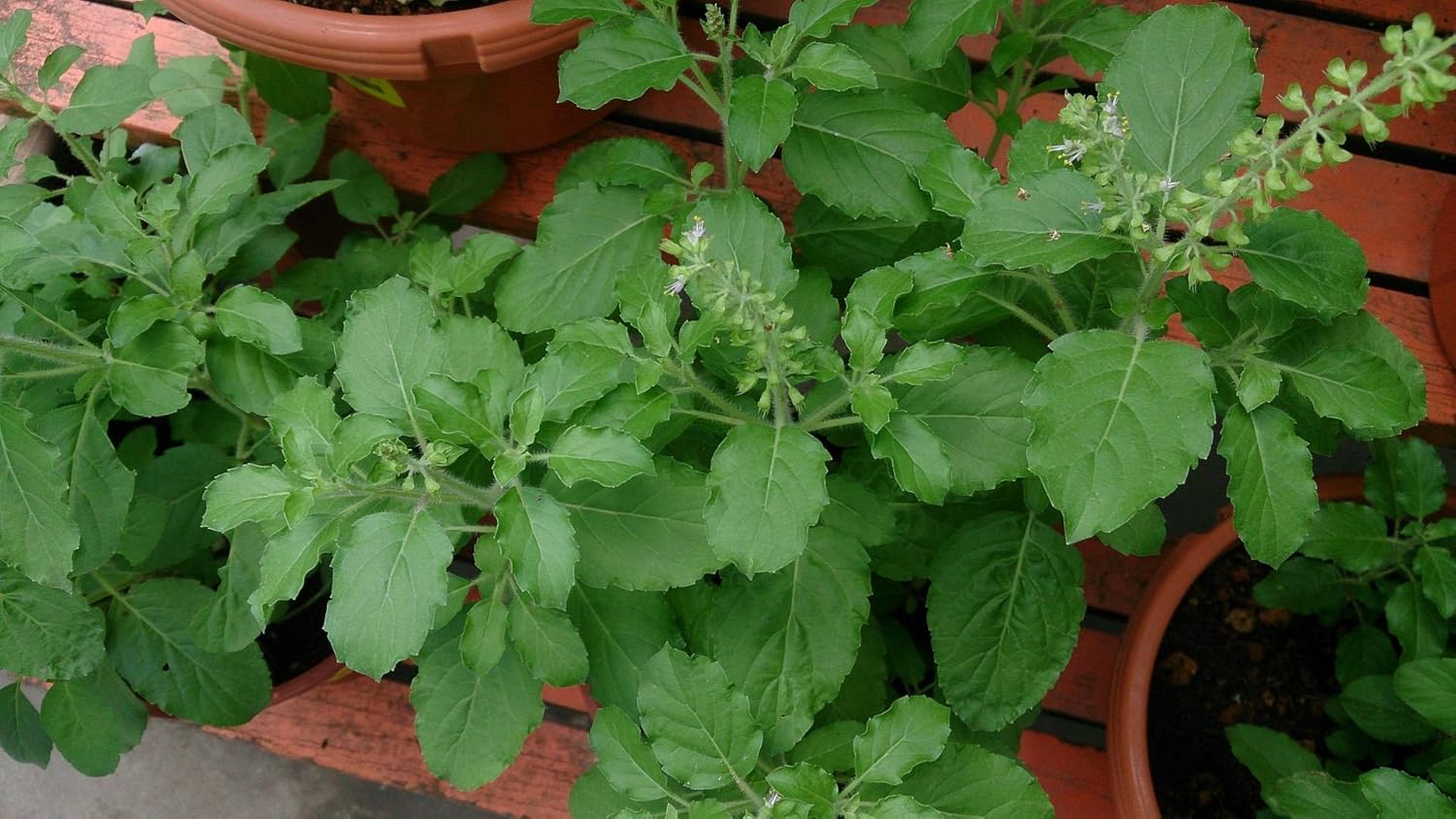 Ocimum tenuiflorum, 0.5g Approx 1000 Seeds, Holy Basil Rama Tulsi