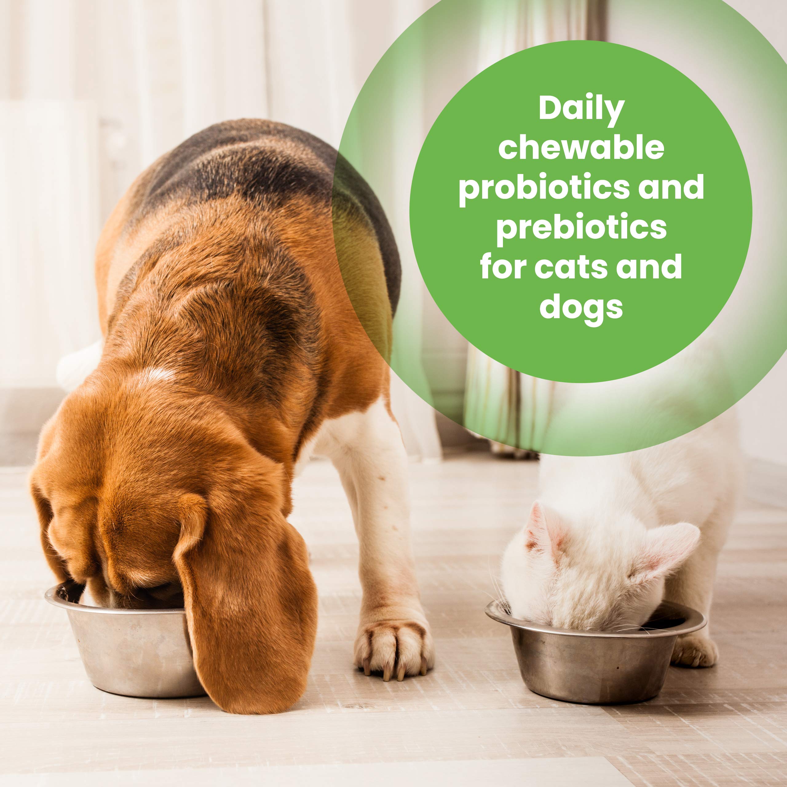 buddy and lola happy tummy