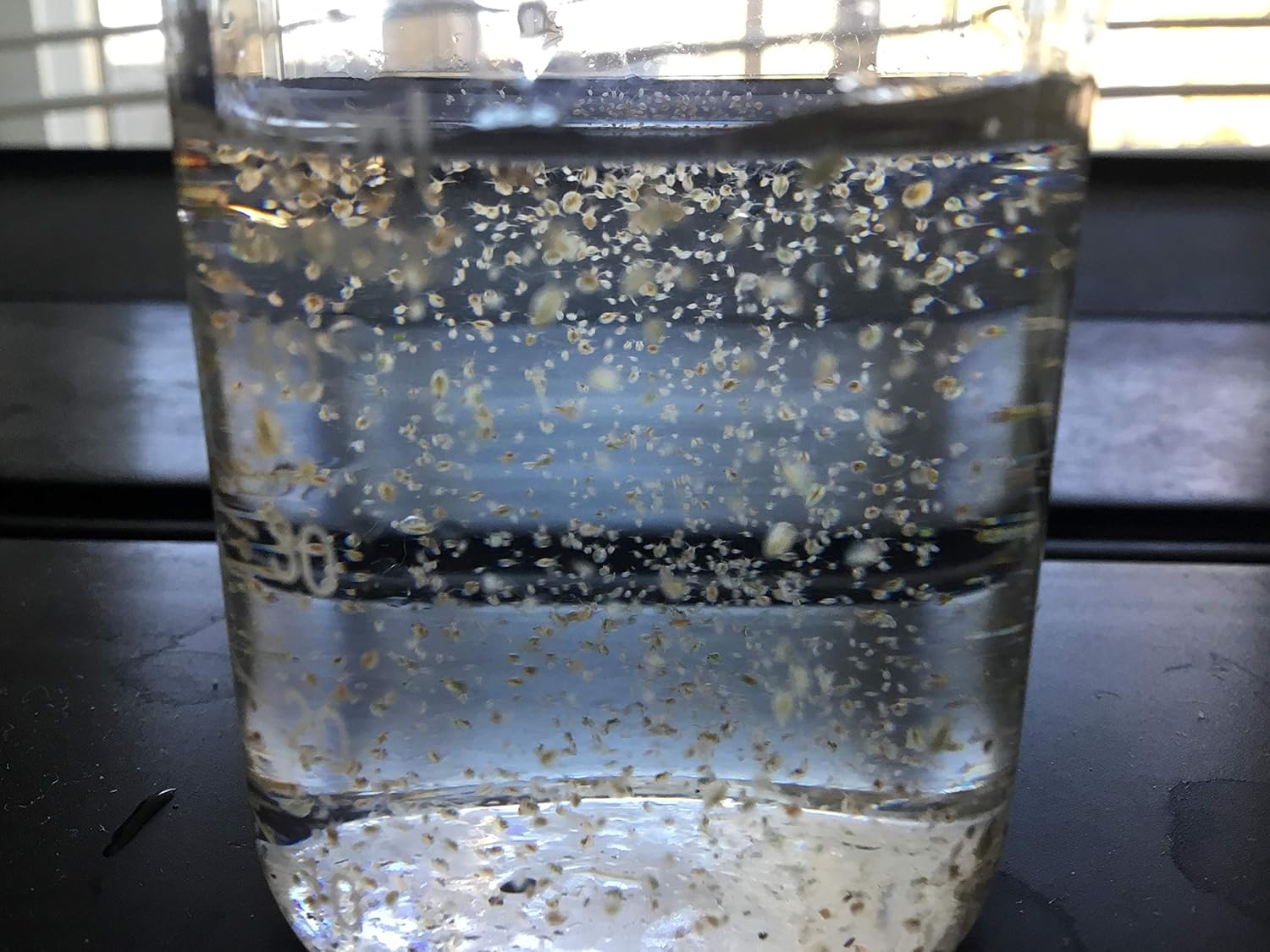 live fish food daphnia