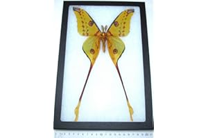 BicBugs Argema mittrei Male Real Framed Comet Luna Moth Madagascar