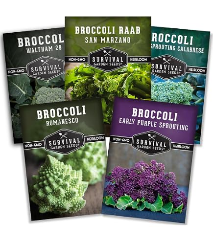 Amazon.com : Atlantis Brokali Hybrid Seeds - Hybrid Cross Between