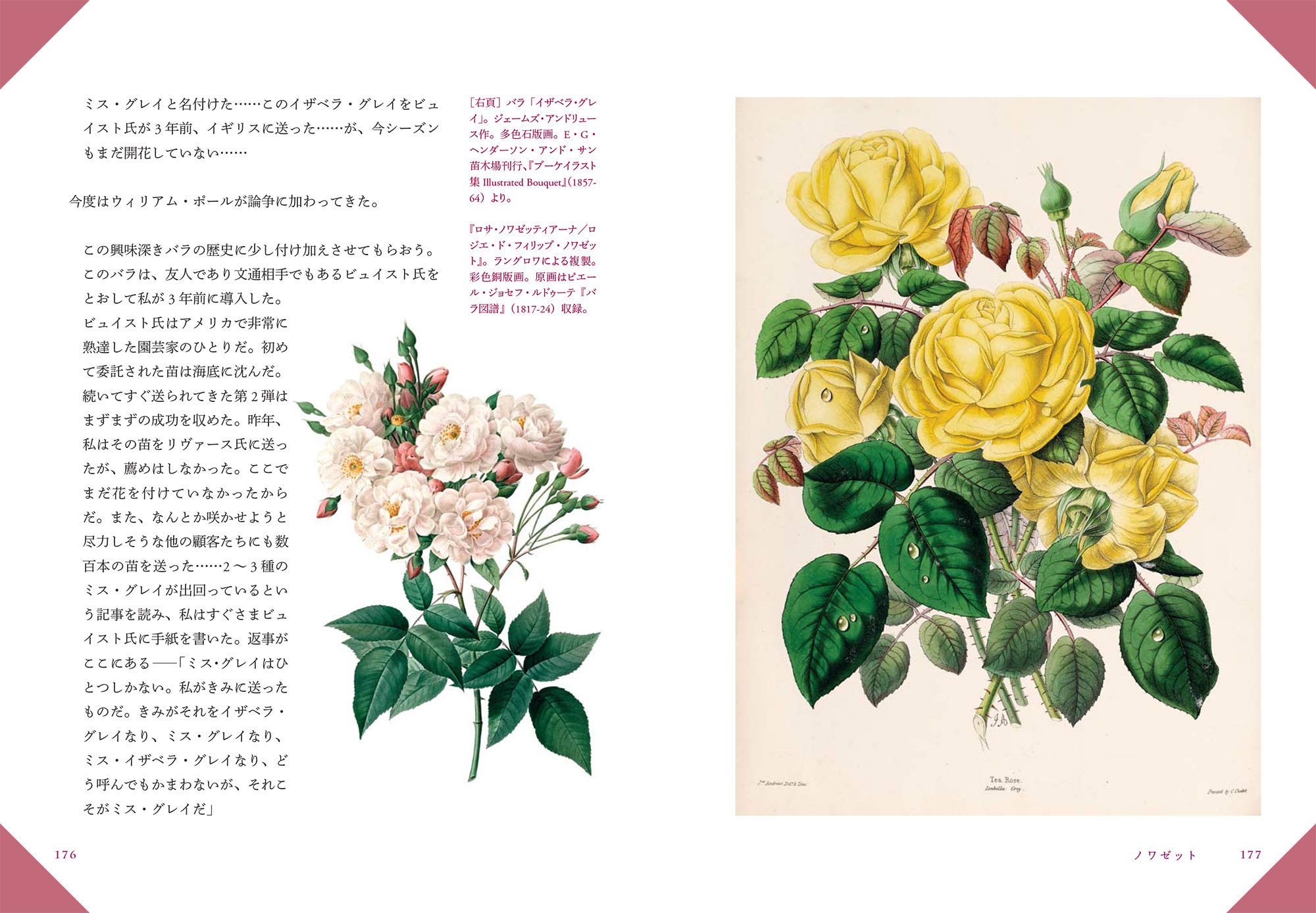 図説 バラの博物百科 ブレント エリオット 内田 智穂子 本 通販 Amazon 図説 バラの博物百科 ブレント エリオット 内田 智穂子 本 通販 Amazon