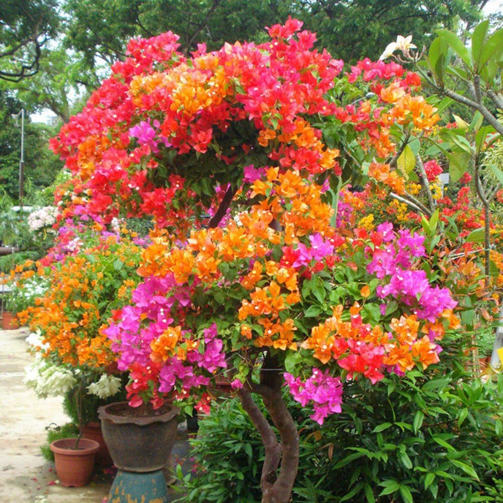 Kuizhiren1 Plant Seeds,Seeds for Home Garden Ornament Decoration，100Pcs Multicolor Bougainvillea Speetabilis Seeds DIY Home Garden Flower Plant