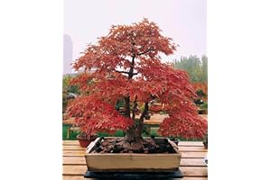 KCT GARDEN Japanese Red Maple Seeds, Bonsai Seeds, Pack of 30 Bonsai Tree Seeds
