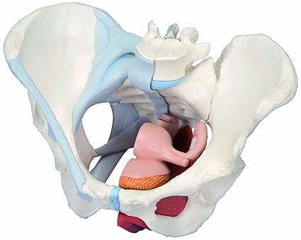 3b Scientific Human Anatomy Female Pelvis Model With Ligaments