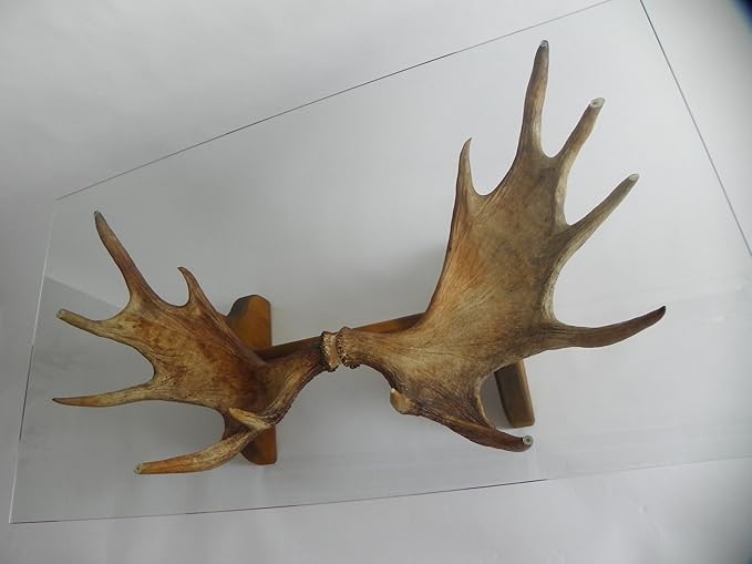 GTK - Geweihe & Trophäen KRUMHOLZ einzigartiger Elchgeweih Couchtisch