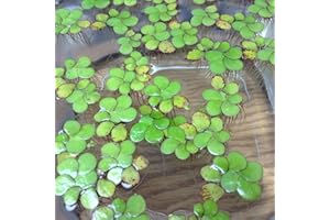 AQUA L'AMOUR 20+ Giant Duckweed, Spirodela polyrhiza, LiveFloating Plants for Pond/Aquarium