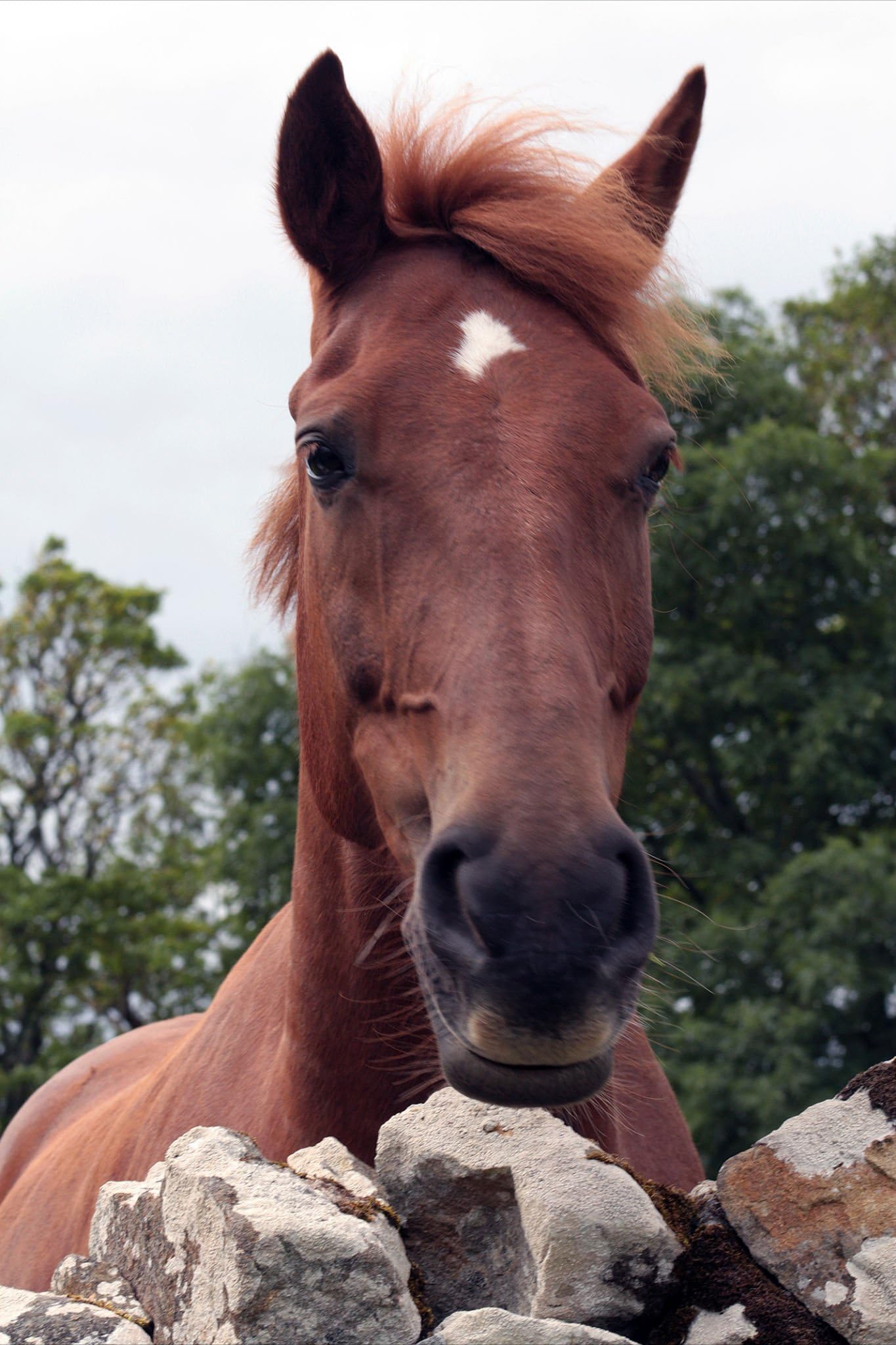 Donegal Chestnut. This is an ideal Birthday card for horse lovers. The message inside reads "Happy Birthday"