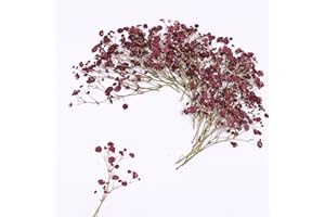 LYFORTZY 30 Pcs Dark Red Baby's Breath Real Dried Pressed Flowers.Vacuum-Packed Mini Dried Baby's Breath Flowe Specimen +1 Tweezers, for Resin Art /DIY Making Wedding Card/ Home Party Decor.