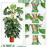 YAUNGEL Moss Poles 2Pcs 80CM Coir Totem Poles with 20M Twist Ties Indoor view 5