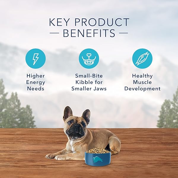 BLUE BUFFALO WILDERNESS HIGH PROTEIN, NATURAL ADULT SMALL BREED DRY DOG FOOD, CHICKEN 11-LB