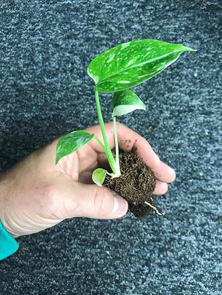 Monstera Deliciosa Thai Constellation Variegata Variegated Swiss Cheese Plant Small Amazon Co Uk Garden Outdoors