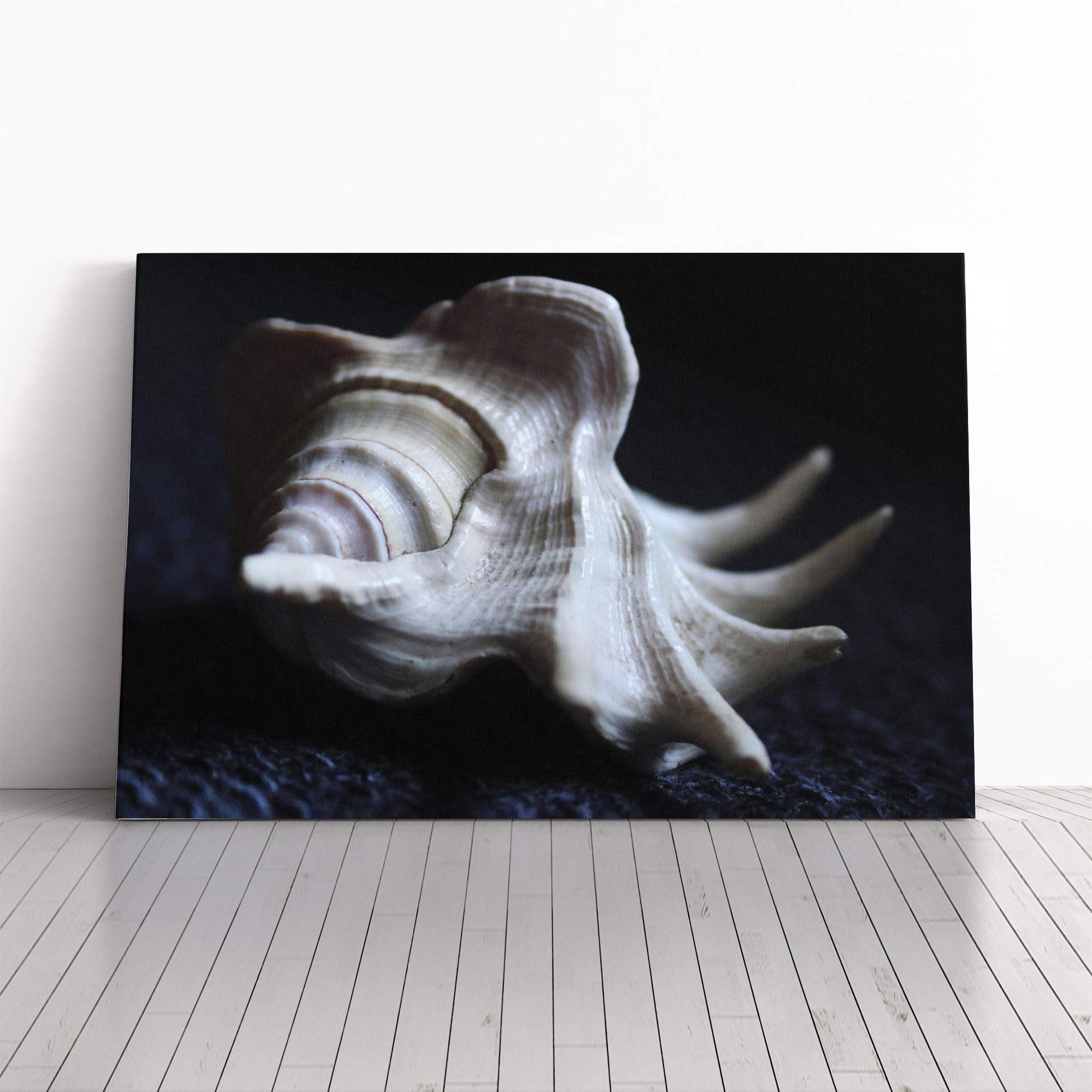 Shell Seashell (3) Canvas Print | Gallery Wrapped 30mm Frame Wall Art | 20x14 inches | Ready to Hang | Modern Animals Picture | Living Room Bedroom Lounge Office