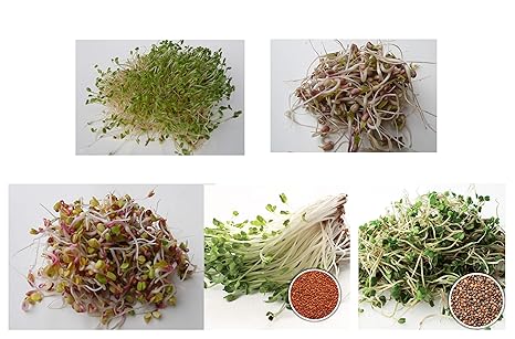 500 g BIO Keimsprossen Mischung -Easy Start MIX- Keimsaat 5 x 100 g Samen für die Sprossenzucht Alfalfa, Mungobohnen, Radies,