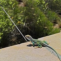 ZEYIYER 40 Inch Snake Hook, Stainless Steel