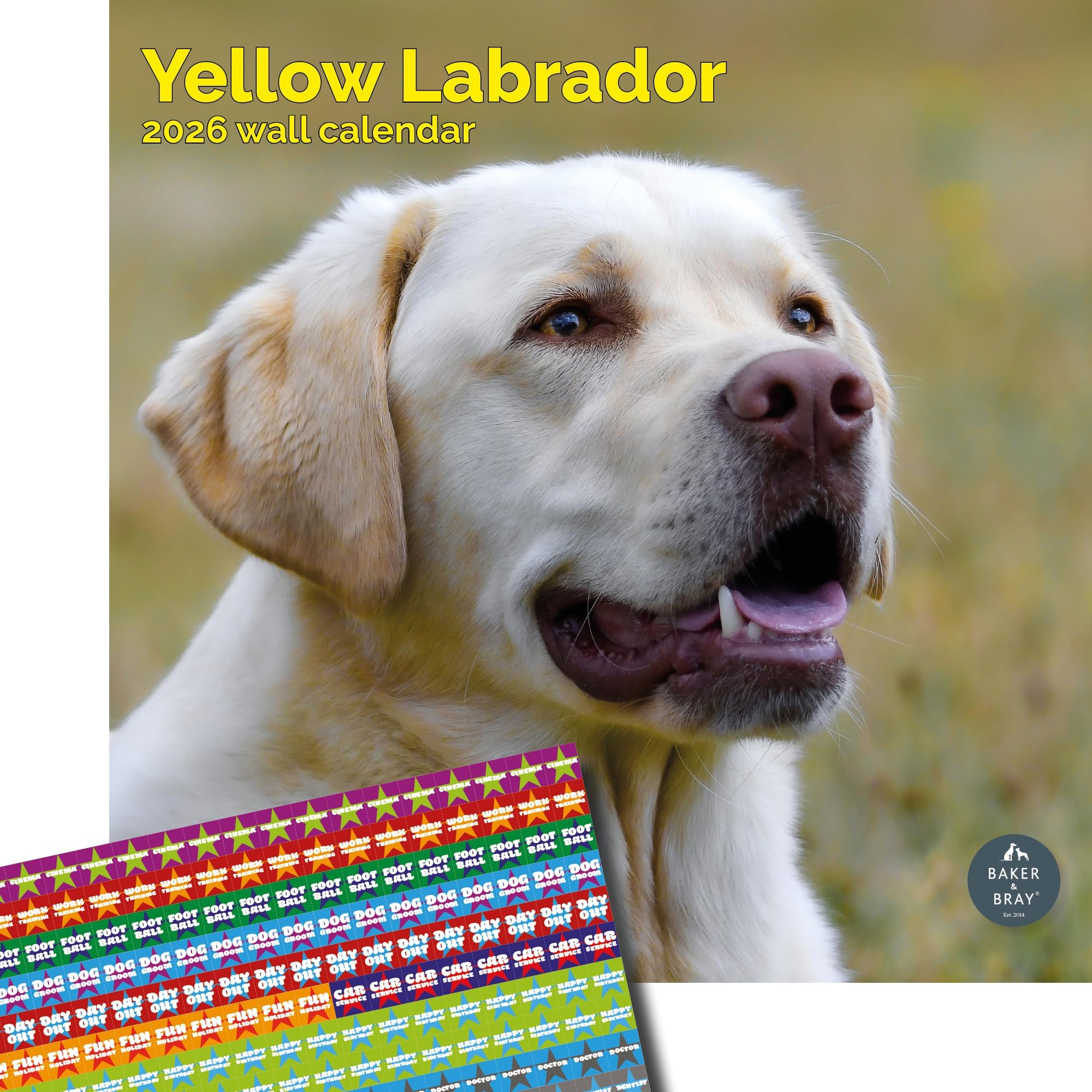 Baker and Bray Yellow Labrador Calendar 2026, Large Square Wall Calendar With Organisational Stickers, 16 Month, Yellow Labrador Gift Dog Calendar.