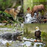 toymany 12PCS North American Forest Animal Figurines Realistic Toy Set view 3