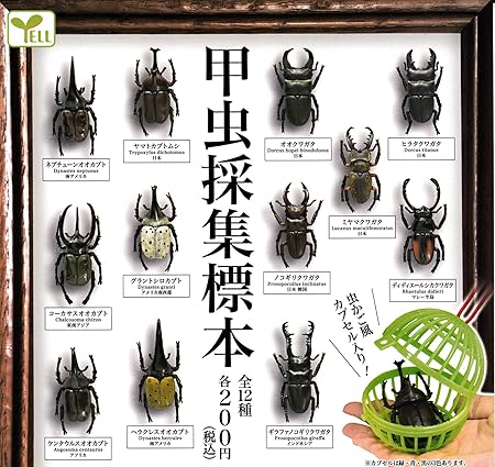 Amazon 甲虫採集標本 全12種セット フルコンプ カプセル玩具 おもちゃ
